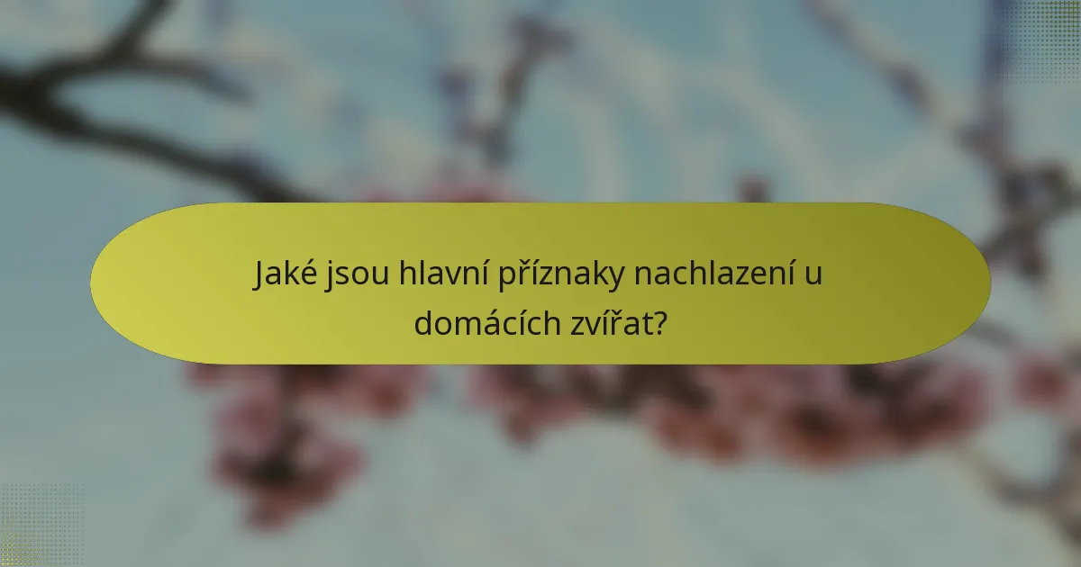 Jaké jsou hlavní příznaky nachlazení u domácích zvířat?